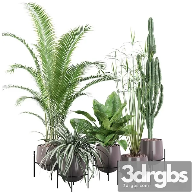 Plants collection 001 Plants collection 001