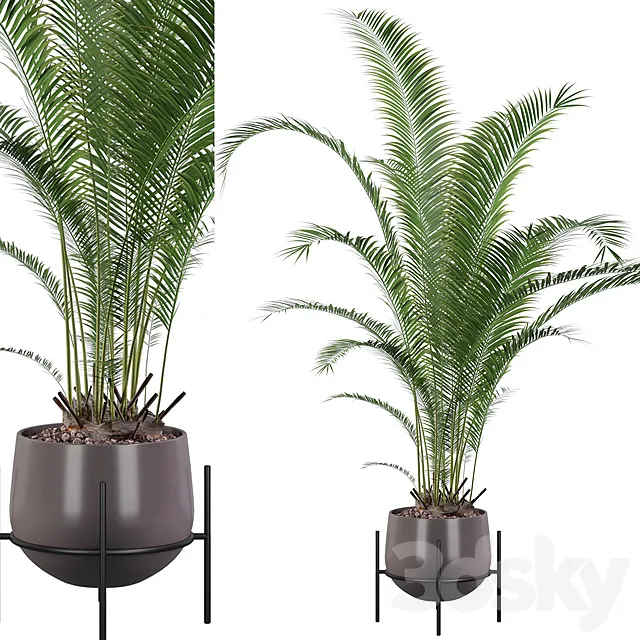 Plants collection 002 – Areca Palm 01 3D Model Plants collection 002 – Areca Palm 01 3D Model