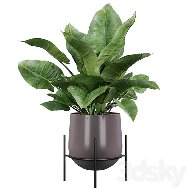 Plants collection 004 – Philodendron imperial green 3D Model Plants collection 004 – Philodendron imperial green 3D Model