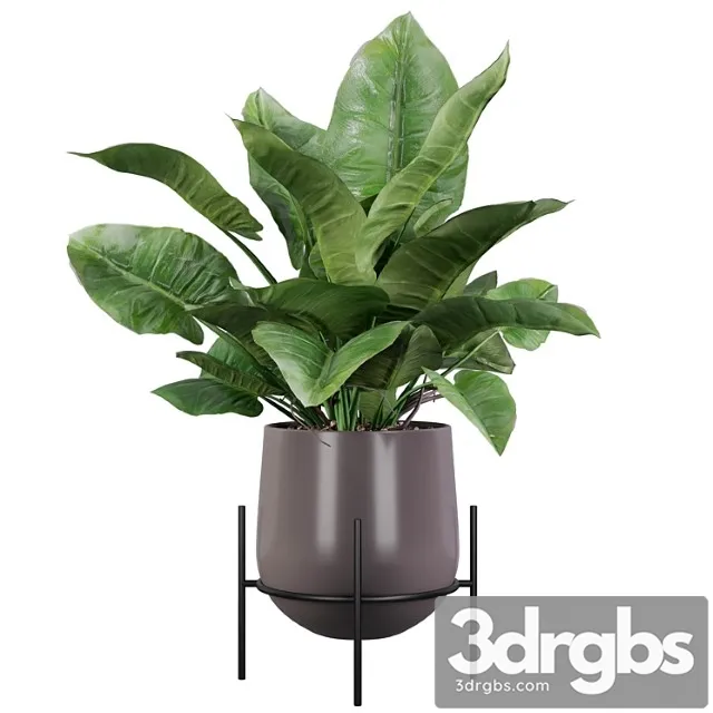 Plants collection 004 – philodendron imperial green Plants collection 004 – philodendron imperial green