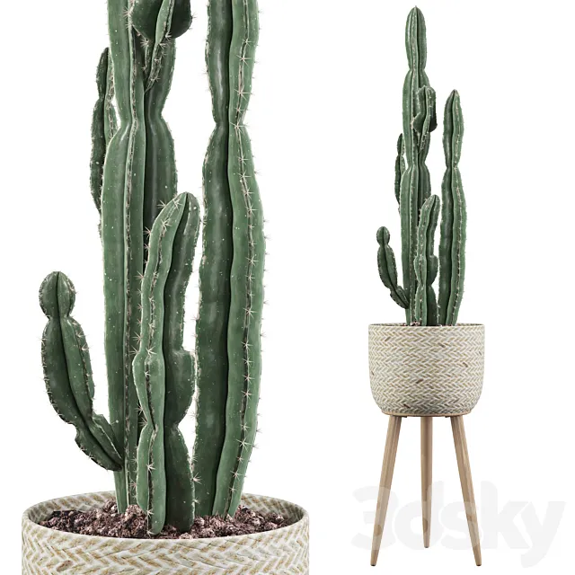 Plants collection 006 – Euphorbia candelabrum 2 cactus 3D Model Plants collection 006 – Euphorbia candelabrum 2 cactus 3D Model