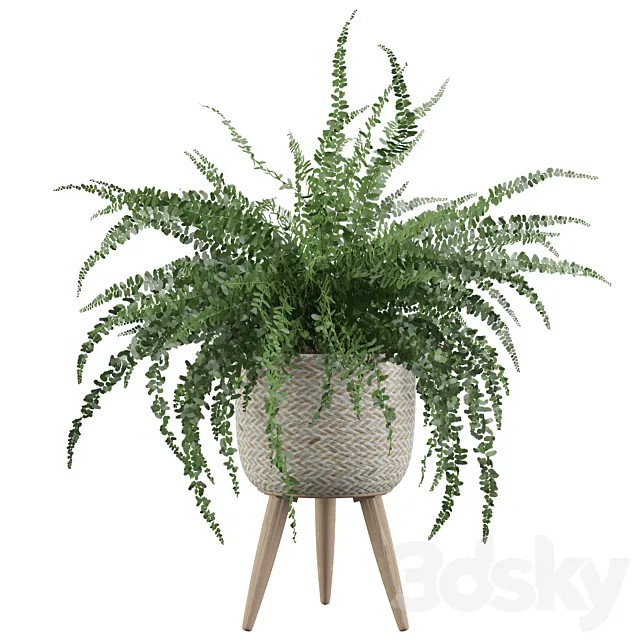 Plants collection 007 – Fern indoor 01 3DModel Plants collection 007 – Fern indoor 01 3DModel