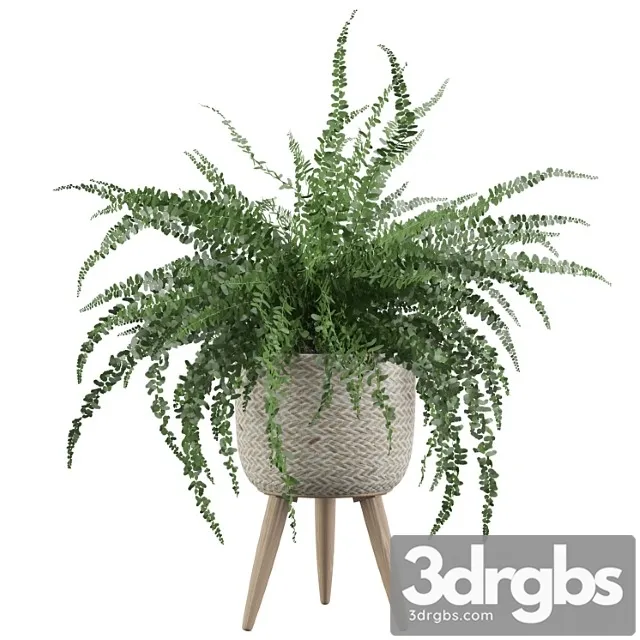 Plants collection 007 – fern indoor 01 Plants collection 007 – fern indoor 01