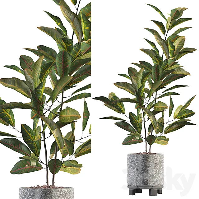 Plants collection 008 – Croton 01 3DModel Plants collection 008 – Croton 01 3DModel