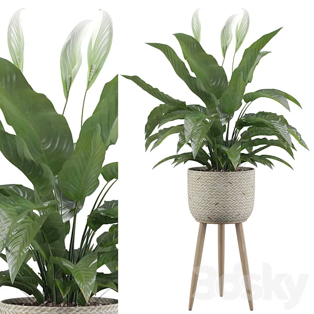 Plants collection 009 – Peace Lily 01 3DModel Plants collection 009 – Peace Lily 01 3DModel