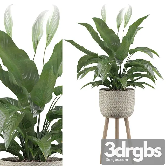 Plants collection 009 – peace lily 01 Plants collection 009 – peace lily 01