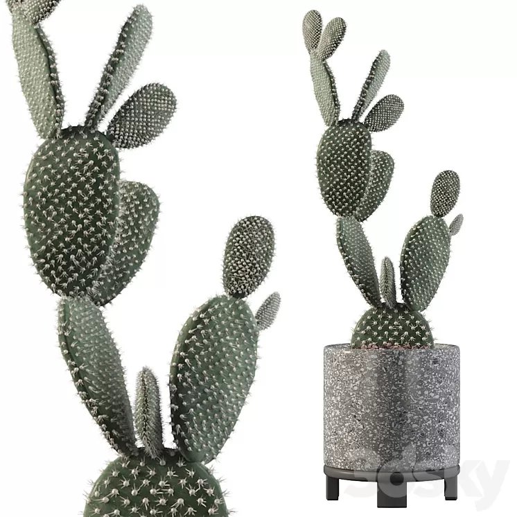 Plants collection 010 – Opuntia microdasys 01 3D Model