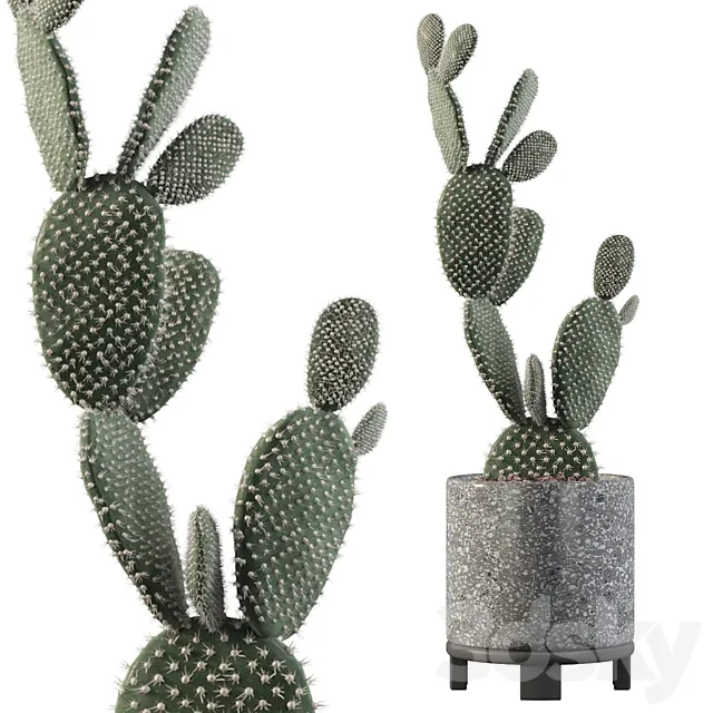 Plants collection 010 – Opuntia microdasys 01 3DModel Plants collection 010 – Opuntia microdasys 01 3DModel