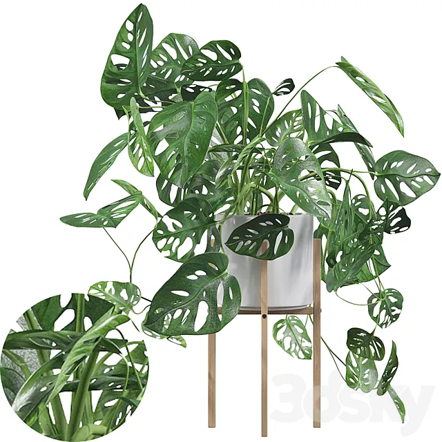 Plants collection 028 – Monstera monkey mask 02 3D Model Plants collection 028 – Monstera monkey mask 02 3D Model