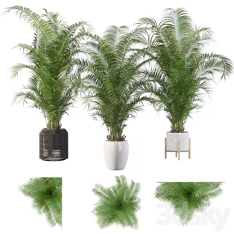 Plants collection 032 – Areca Palm Pack 1 3D Model