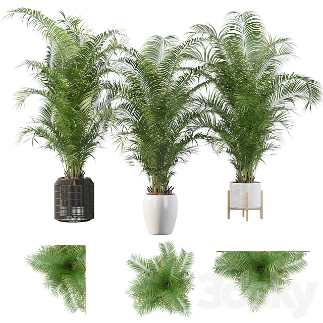 Plants collection 032 – Areca Palm Pack 1 3DModel Plants collection 032 – Areca Palm Pack 1 3DModel