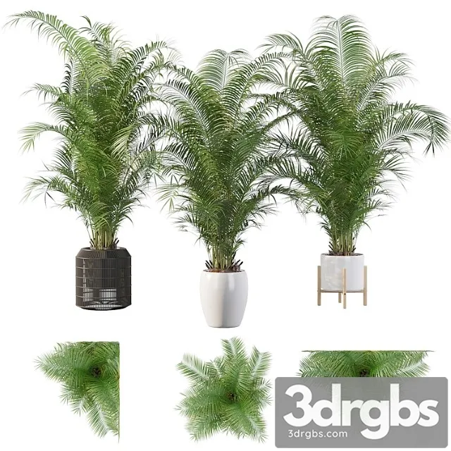 Plants collection 032 – areca palm pack 1 Plants collection 032 – areca palm pack 1
