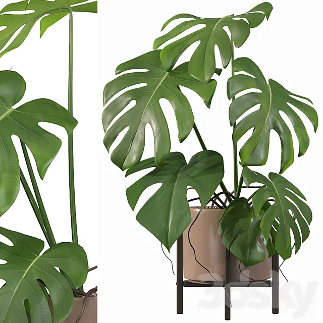 Plants collection 034 – Monstera 3D Model Plants collection 034 – Monstera 3D Model