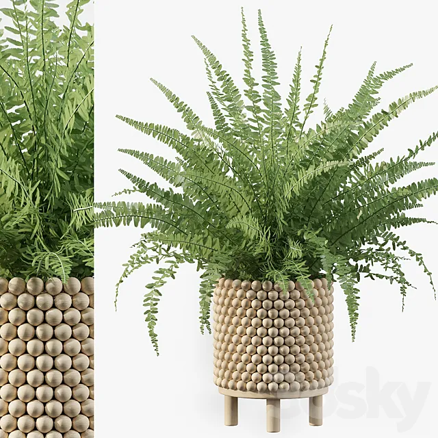 Plants collection 035 – Fern 03 3D Model Plants collection 035 – Fern 03 3D Model