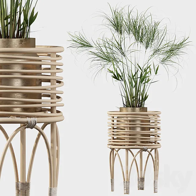 Plants collection 040 – Cyperus Nofretete 02 3DModel