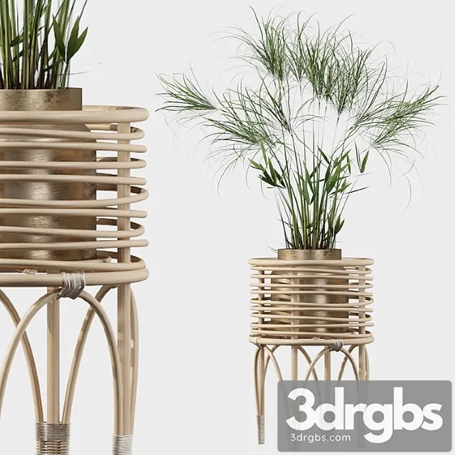 Plants collection 040 – cyperus nofretete 02 Plants collection 040 – cyperus nofretete 02