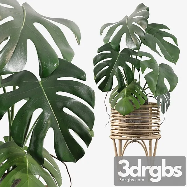 Plants collection 045 – monstera 03 Plants collection 045 – monstera 03