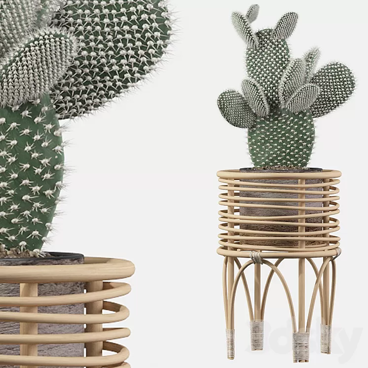 Plants collection 049 – Opuntia microdasys 04 3D Model Plants collection 049 – Opuntia microdasys 04 3D Model