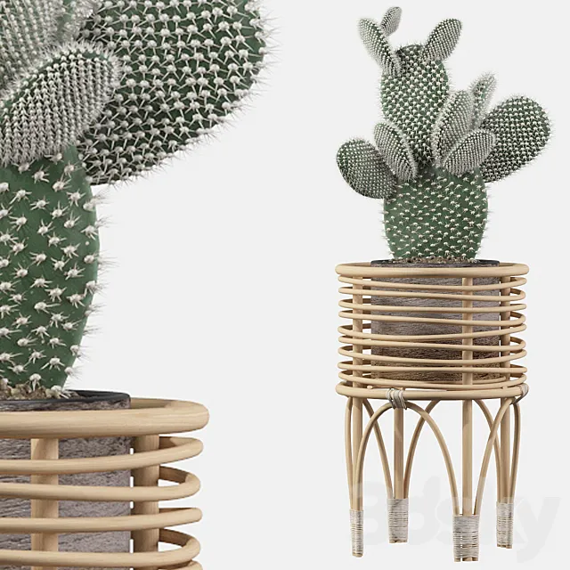 Plants collection 049 – Opuntia microdasys 04 3DModel