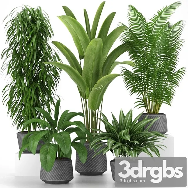 Plants collection 05 Plants collection 05