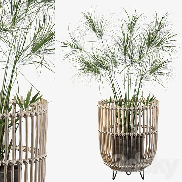 Plants collection 050 – Cyperus Nofretete 03 3DModel