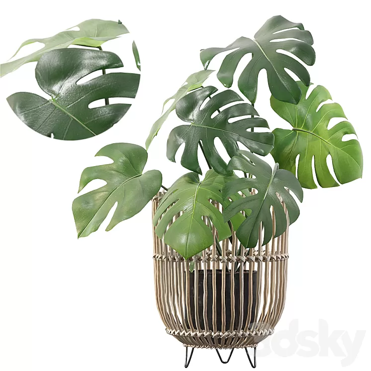 Plants collection 054 – Monstera 04 3D Model Plants collection 054 – Monstera 04 3D Model