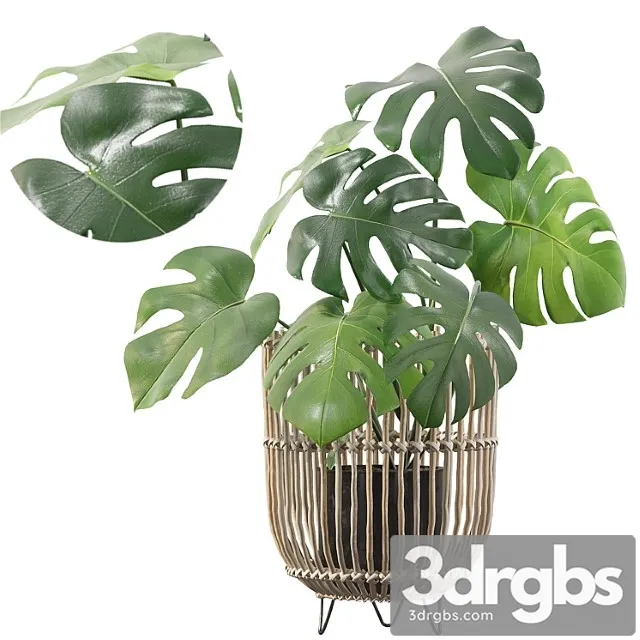 Plants collection 054 – monstera 04 Plants collection 054 – monstera 04