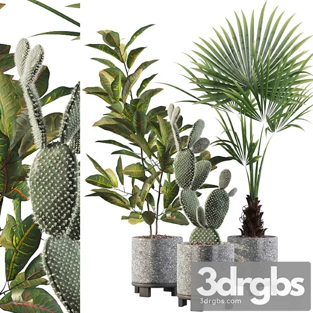 Plants collection 056 Plants collection 056