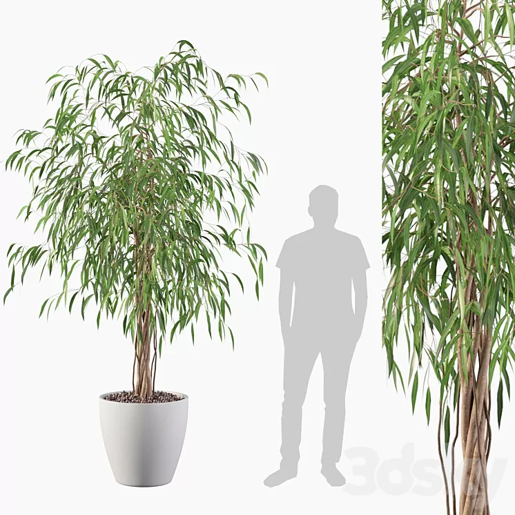 Plants collection 075 – ficus ali 3D Model Plants collection 075 – ficus ali 3D Model