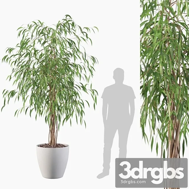 Plants collection 075 – ficus ali Plants collection 075 – ficus ali