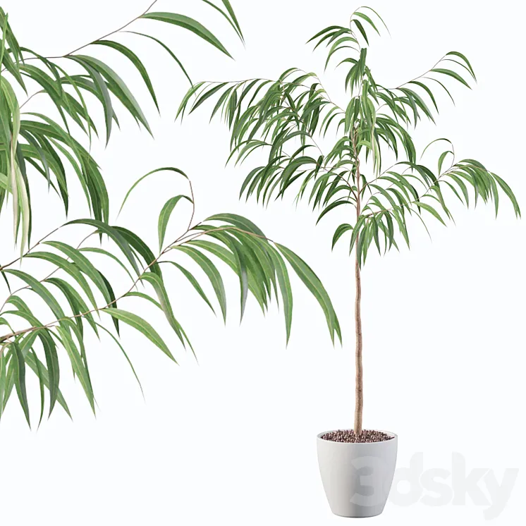 Plants collection 081 – ficus ali 3D Model Free Download