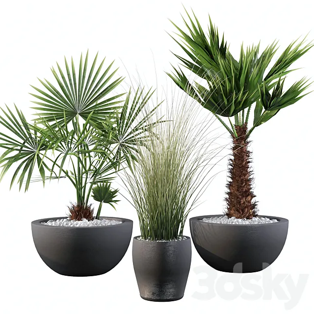 Plants collection 083 3D Model