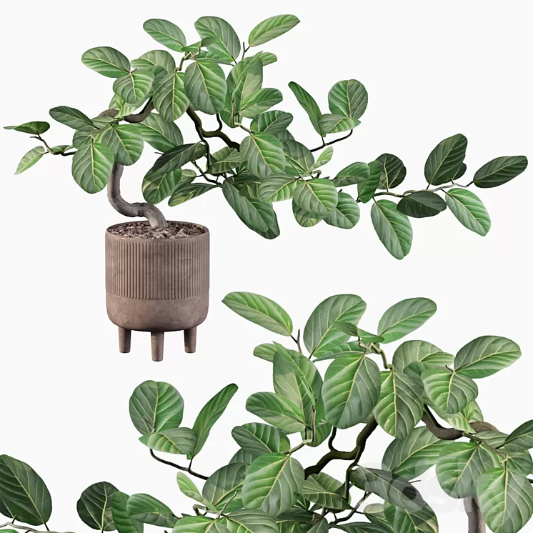 Plants collection 085 – ficus benghalensis 3D Model Plants collection 085 – ficus benghalensis 3D Model
