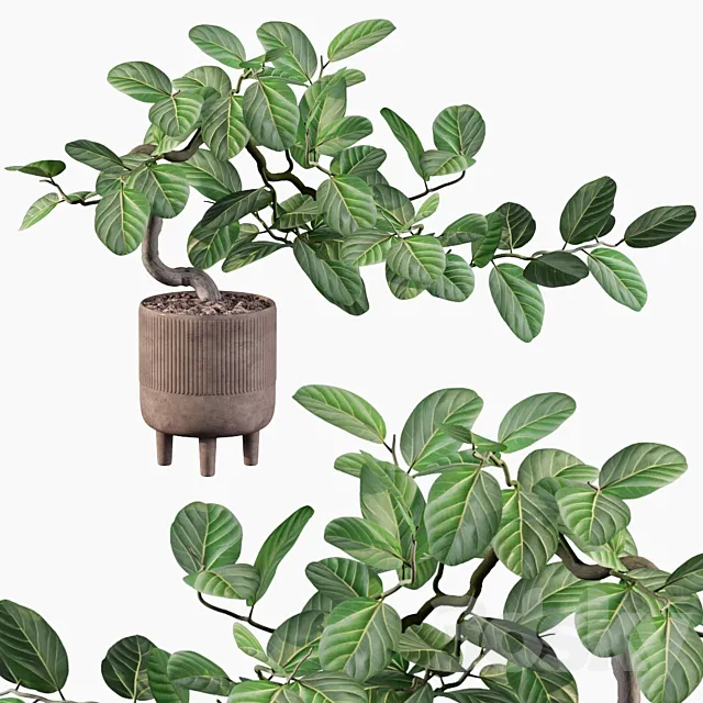 Plants collection 085 – ficus benghalensis 3DModel