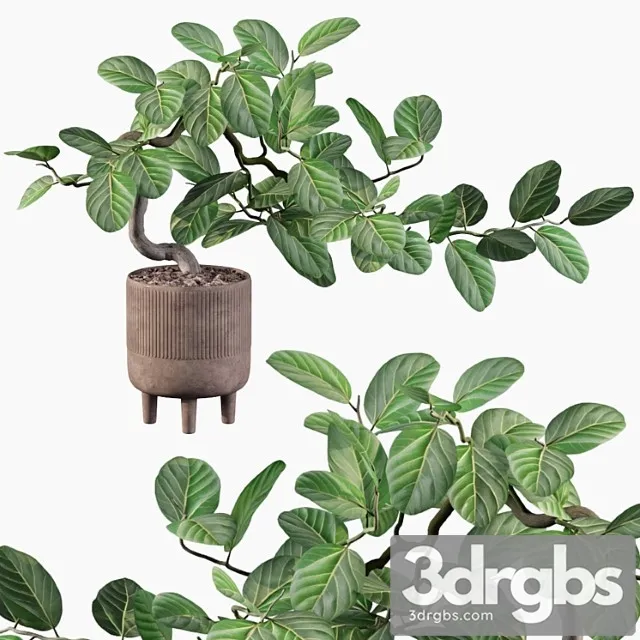 Plants collection 085 – ficus benghalensis Plants collection 085 – ficus benghalensis