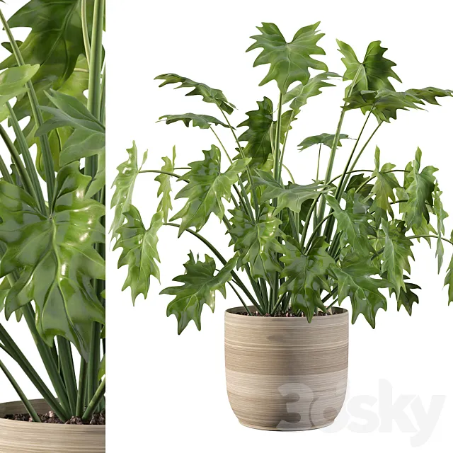 Plants collection 090 – philodendron xanadu 1 3D Model