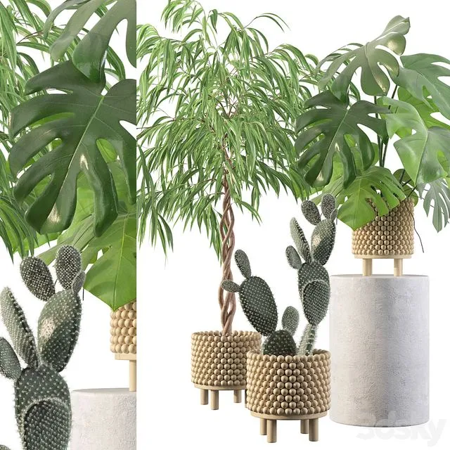 Plants collection 091 3D Model