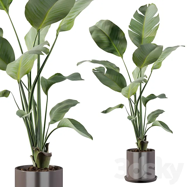 Plants collection 093 – strelitzia 3DModel