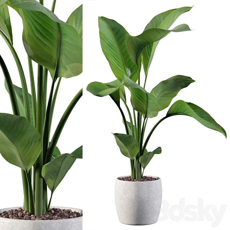 Plants collection 100 – strelitzia 3D Model Free Download