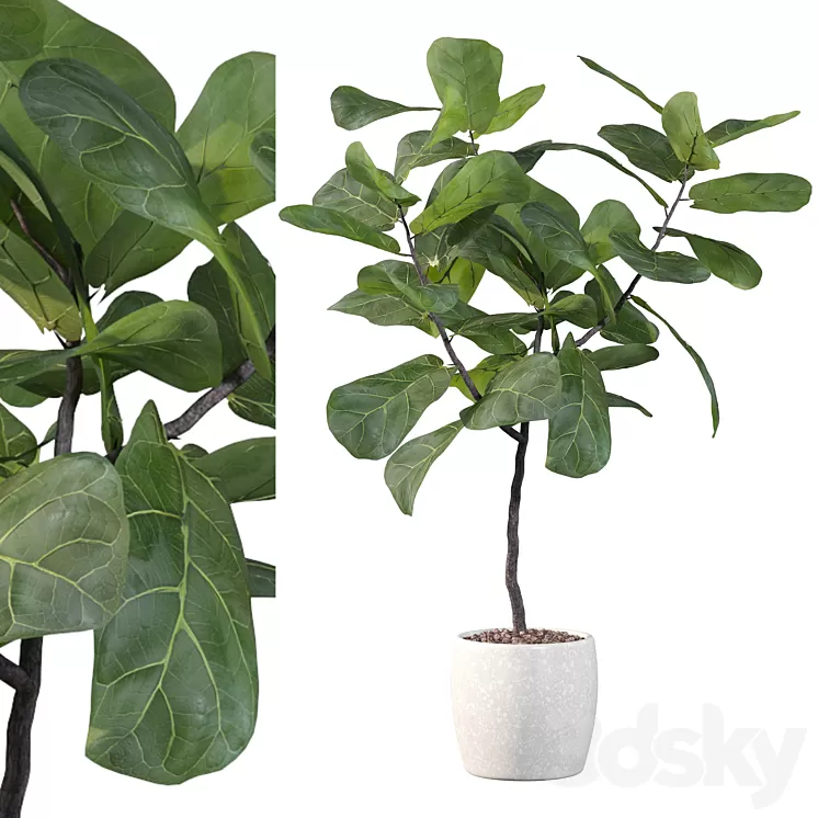 Plants collection 101 – ficus lyrata 3D Model Plants collection 101 – ficus lyrata 3D Model