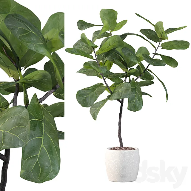 Plants collection 101 – ficus lyrata 3DModel Plants collection 101 – ficus lyrata 3DModel