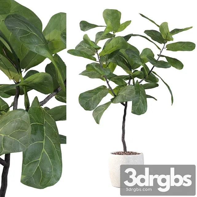 Plants collection 101 – ficus lyrata Plants collection 101 – ficus lyrata