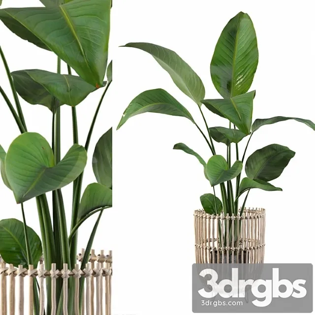 Plants collection 103 – strelitzia Plants collection 103 – strelitzia