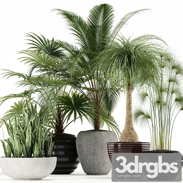 Plants collection 103 Plants collection 103