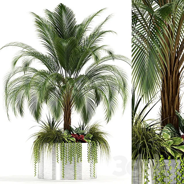 Plants collection 104 3D Model Plants collection 104 3D Model