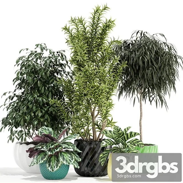 Plants collection 111 Plants collection 111