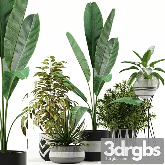 Plants collection 114 Plants collection 114