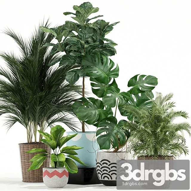 Plants collection 115 Plants collection 115