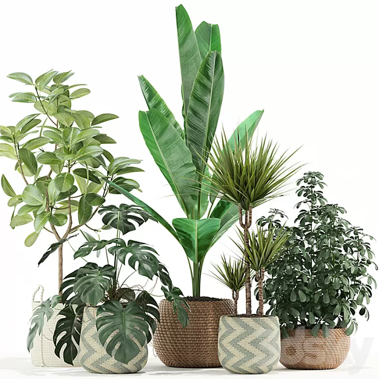 Plants collection 116 3D Model