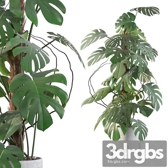 Plants collection 117 – monstera Plants collection 117 – monstera